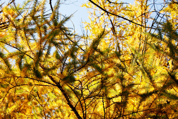 golden leaves in autumn park