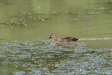 Eastern spot-billed duck
