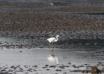 Little Egret wading in the mud beach