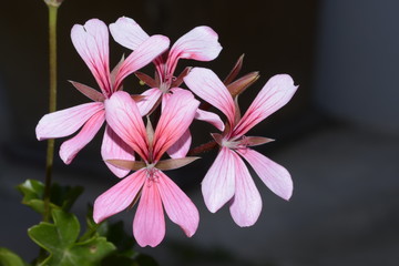 Pink Geranium flowers