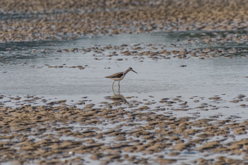 Shorebird (Tringa spp.) wading in the mud field during ebb tide