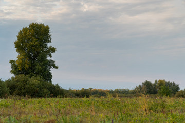 Obraz premium Tall old tree stands alone in a meadow