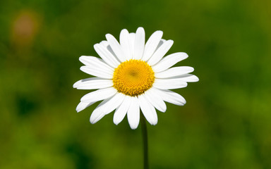 Fototapeta premium Сamomile - Matricária