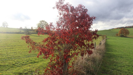 Herbstlich roter Strauch
