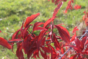 Rote Bl&auml;tter 02