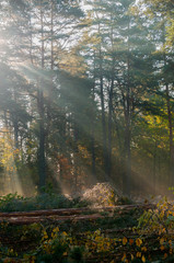 Jesienny las w promieniach słońca