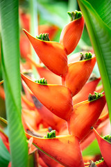 Eine Nahaufnahme einer tropischen orangefarbenen Blume, umgeben von einer grünen Blattgrenze