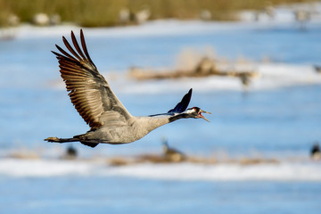 Eurasian crane