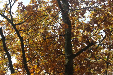 Herbstliches Geäst 01