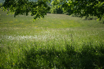 Green meadow of wild flowers with trees in background and hanging green branch in foreground
