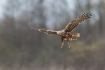 Birds of prey - Marsh Harrier (Circus aeruginosus), landing