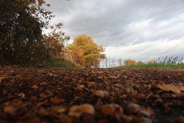Der herbstlich bedeckte Weg 02