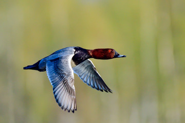 Obraz premium Common pochard