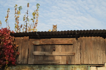 cat at abandoned roof