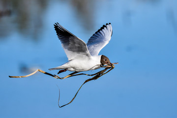 Black-headed Gull