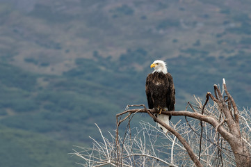 Eagle on branch