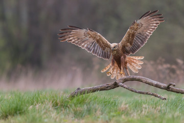 Birds of prey - Marsh Harrier (Circus aeruginosus), landing