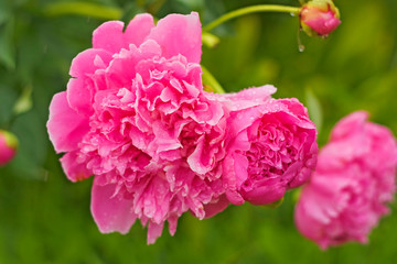 Fototapeta premium Pink peonies as a bouquet in the garden. Pink peonies with white border with raindrops.