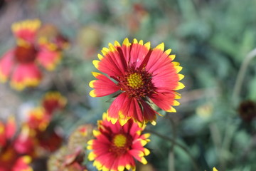red-yellow flower macro