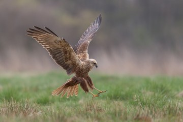 Birds of prey - Marsh Harrier (Circus aeruginosus), landing