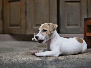 A dog bites the bone