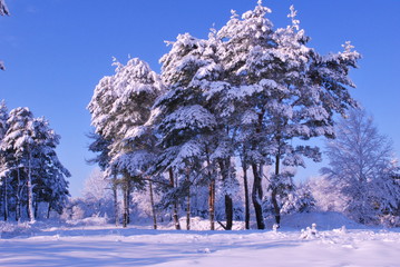 Trees in the snow