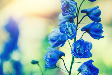 Fototapeta na wymiar background nature Flower delphinium. blue flowers. background blur