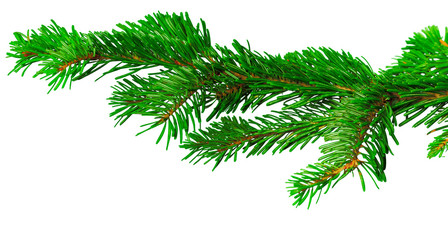 Fir branch isolated on white background