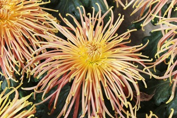 PINK PEACH & YELLOW SPIDER CHRYSANTHEMUMS