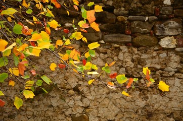 colored leaves on tree in october