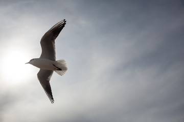 Seagull