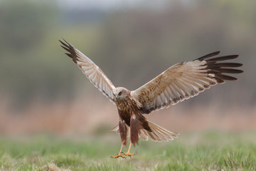 Birds of prey - Marsh Harrier (Circus aeruginosus), landing