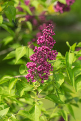 Obraz premium branch of lilac in the garden