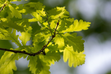 Fototapeta na wymiar spring green oak foliage