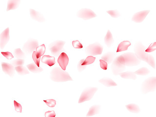 Pink sakura flower flying petals isolated on white vector background.