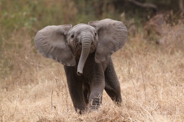 Baby-Elefant