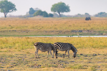 Fototapeta na wymiar Zebras grasen auf den saftigen Wiesen am Chobe River, Chobe Nationalpark, Botswana