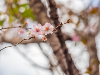 Closeup of blooming cheery or sakura flower.