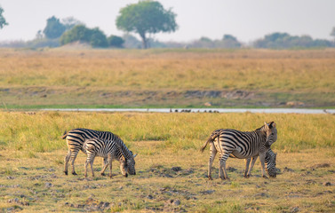 Fototapeta premium Zebras grasen auf den saftigen Wiesen am Chobe River, Chobe Nationalpark, Botswana