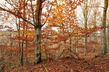 colorful beech leaves during the autumn season in a forest of the Tuscan mountains in Italy