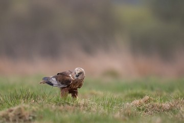 Birds of prey - Marsh Harrier (Circus aeruginosus), landing,