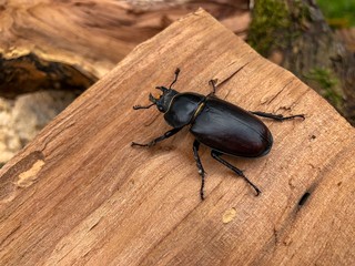 stag beetle on a piece of wood
