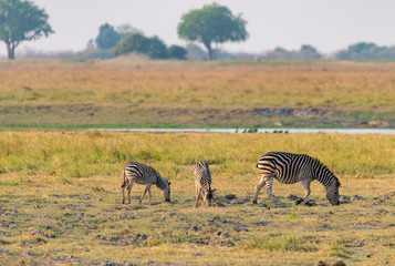 Fototapeta na wymiar Zebras grasen auf den saftigen Wiesen am Chobe River, Chobe Nationalpark, Botswana