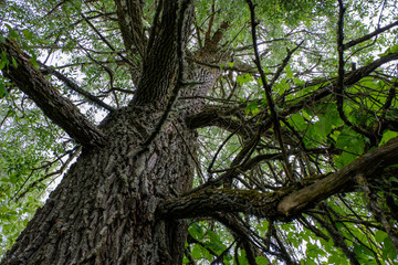 dry wood. tree trunk stomp textured pattern abstract texture