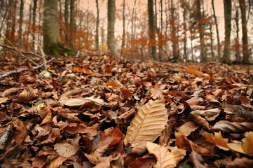 Dried chestnuts trees leaves in autumn season in a forest