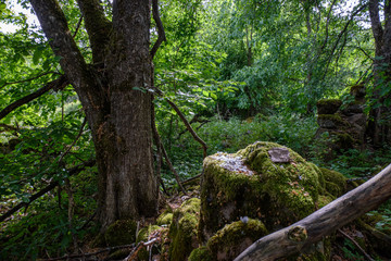 dry wood. tree trunk stomp textured pattern abstract texture