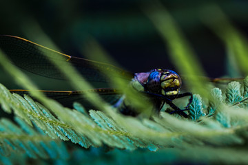 dragonfly on a leaf