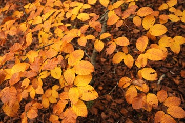 Colored beech leaves during the autumn season in a forest
