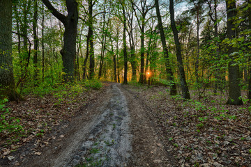 Obraz premium Sunset in the forest