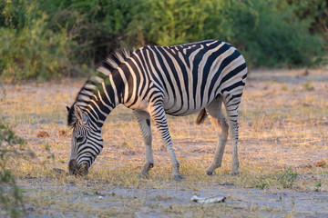Fototapeta na wymiar ein Zebra grast im Busch am Chobe River, Botswana